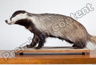 Badger body photo reference 0003